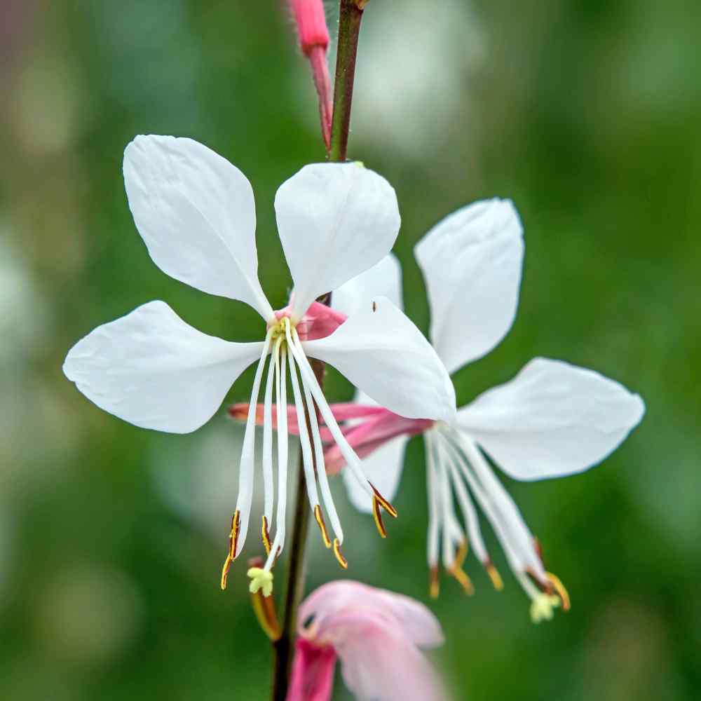 Gaura Flower Seeds for Planting, 100 pcs