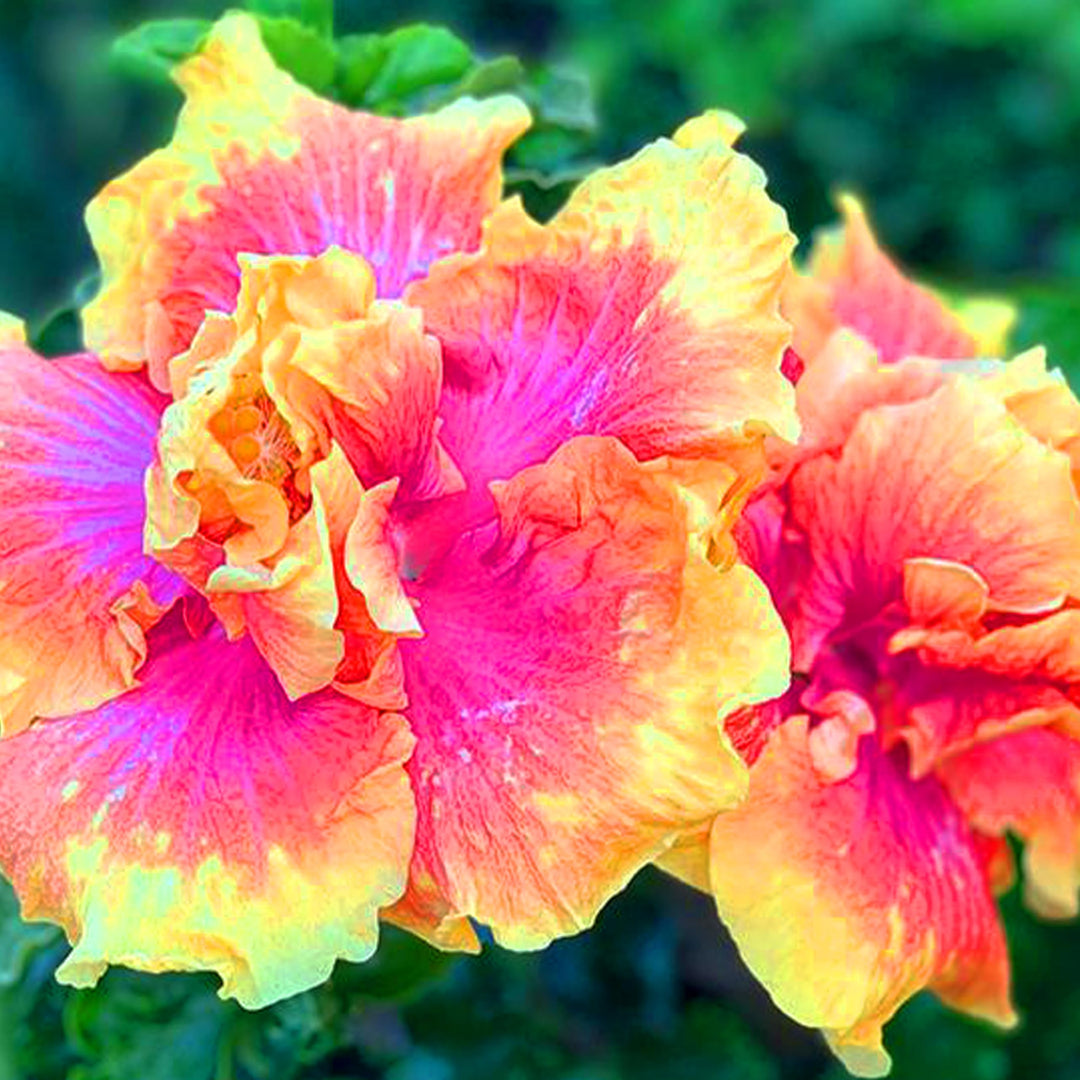 Pink Gul Hibiscus Blomsterfrø til udplantning, 100 stk