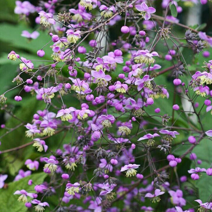 Thalictrum Flower Seeds – Heirloom, Non-GMO Seeds for Planting Delicate Airy Blooms