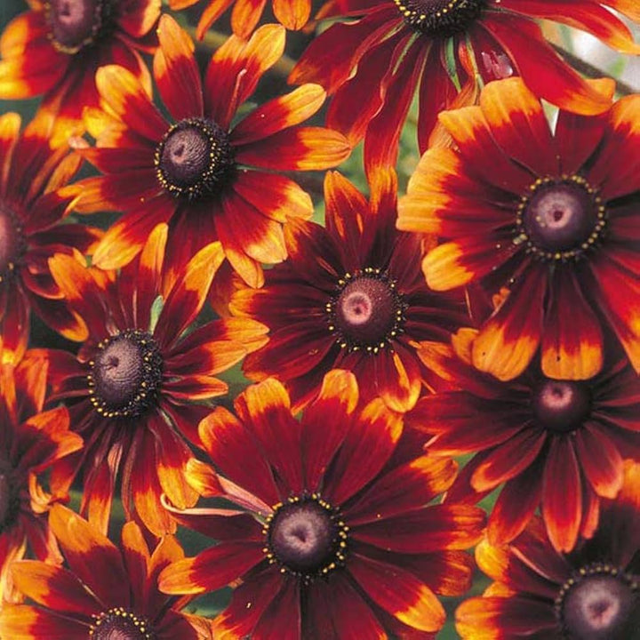 Heirloom Non-GMO Chocolate Orange Rudbeckia Seeds – High Germination Organic Garden Seeds for Pollinator Planting