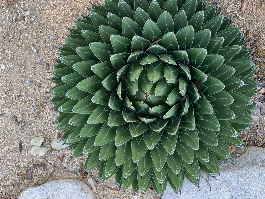 Agave Victoriae Plant Seeds for Planting, Heirloom, Non-GMO, 100 pcs