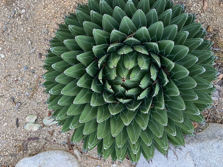 Agave Victoriae plantefrø til plantning, arvestykke, ikke-GMO, 100 stk.