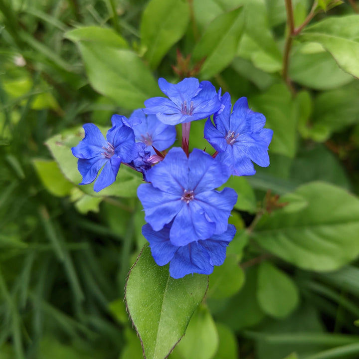 Ceratostigma Plumbaginoides Flower Seeds – Non-GMO, Heirloom Seeds for Garden Planting