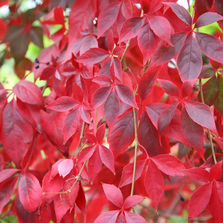 Parthenocissus Seeds for Planting – Organic, Heirloom, Non-GMO Climbing Plant Seeds