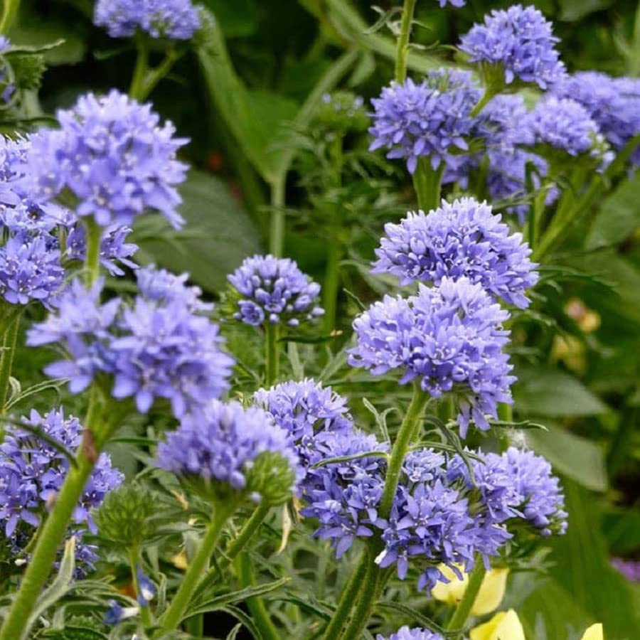 Heirloom Non-GMO Gilia Capitata Flower Seeds for Garden Planting – Blue Wildflower for Pollinators