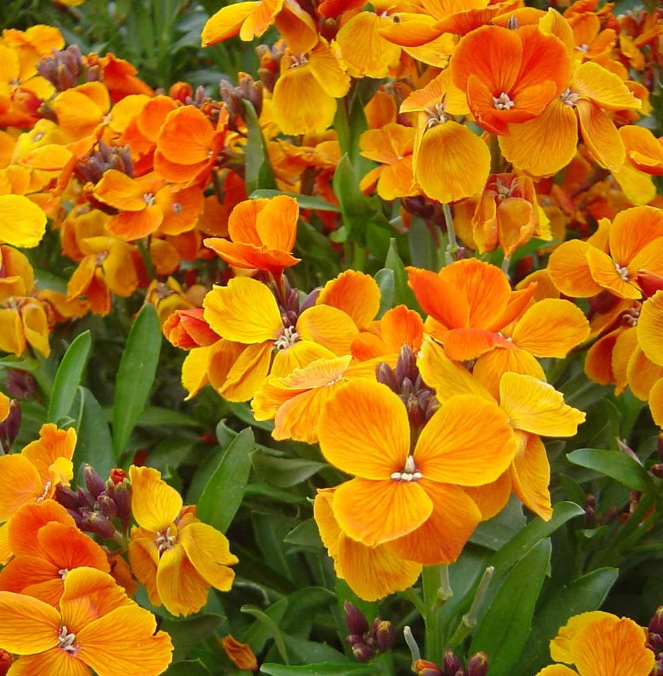 Heirloom Non-GMO Orange Cheiranthus Flower Seeds for Bright Garden Borders and Planting