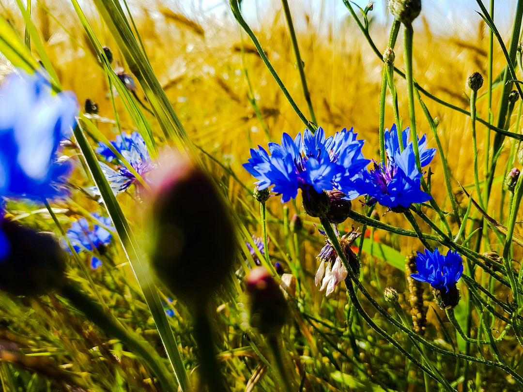 Deep Blue Carnation Flower Seeds – Heirloom, Non-GMO Flower Seeds for Planting