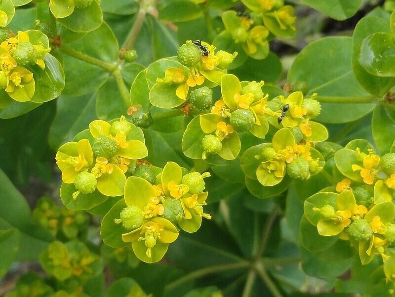 Euphorbia Lathyris Blomsterfrø til udplantning, 100 stk