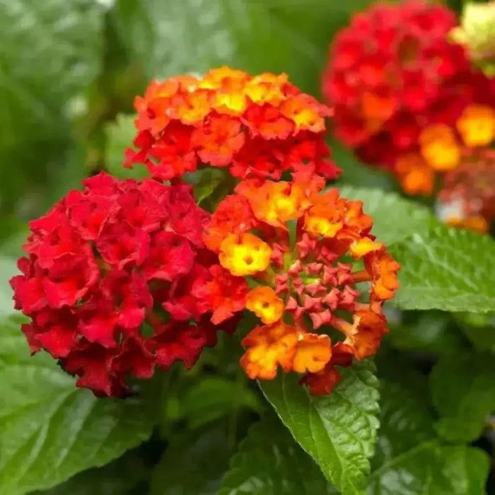 Orange Red Lantana Flower Seeds for Planting - 100 pcs