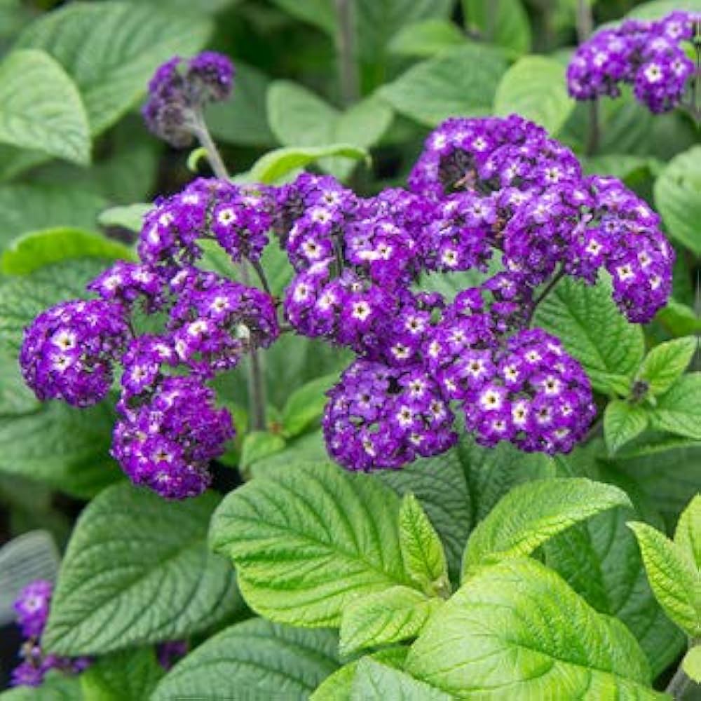 Fresh Heliotrope Flower Seeds for Planting - 100 pcs