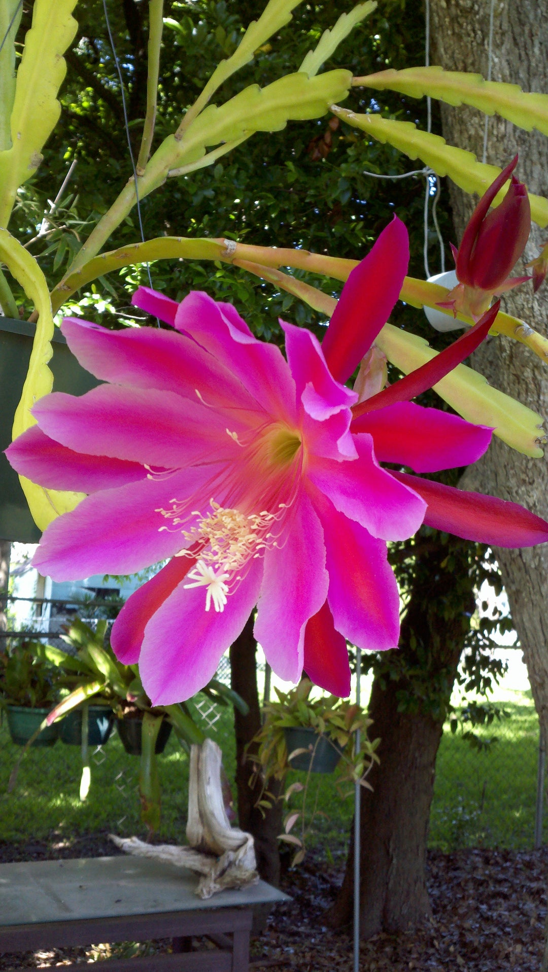 Pink Epiphyllum Oxypetalum blomsterfrø til plantning - 100 stk