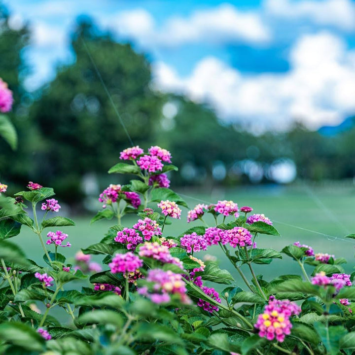 Wandelröschen Blomsterfrø til udplantning, 100 stk