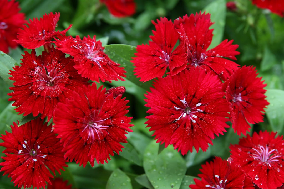 Heirloom Non-GMO Red Dianthus Flower Seeds for Garden Planting – Fragrant Hardy Blooms Variety