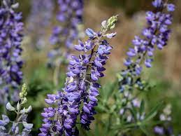 Lavender Arroyo Lupine Flower Seeds for Planting - 100 pcs