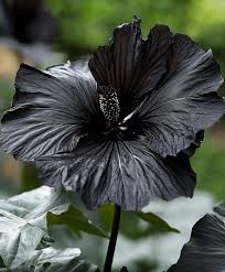 Black Hibiscus Flower Seeds for Planting Rare Blooms 100 pcs