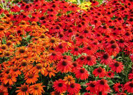 Coneflower Red Seeds for Planting - 100 pcs