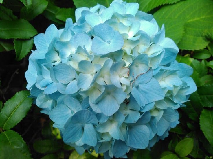 Heirloom Sea Blue Hydrangea Flower Seeds, Non-GMO Vibrant Blooms for Planting