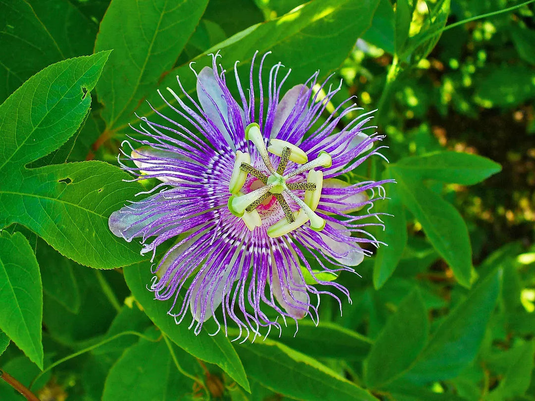 Organic Heirloom Non-GMO Purple Passiflora Flower Seeds for Planting – Exotic Passion Vine