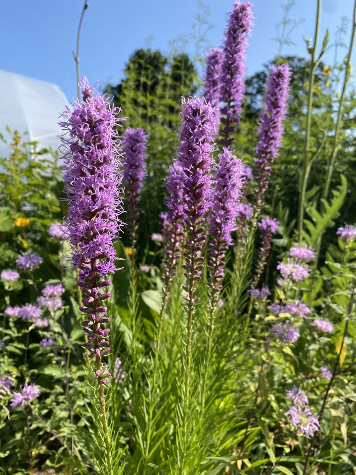 Purple Liatris Flower Seeds for Planting, Tall Spikes