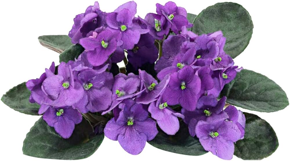 Purple White African Violet Flower Seeds for Planting, 100 pcs