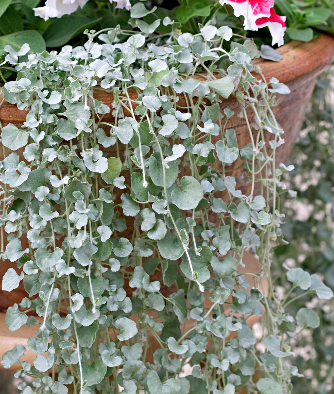 Sølv Dichondra plantefrø til udplantning - 100 stk