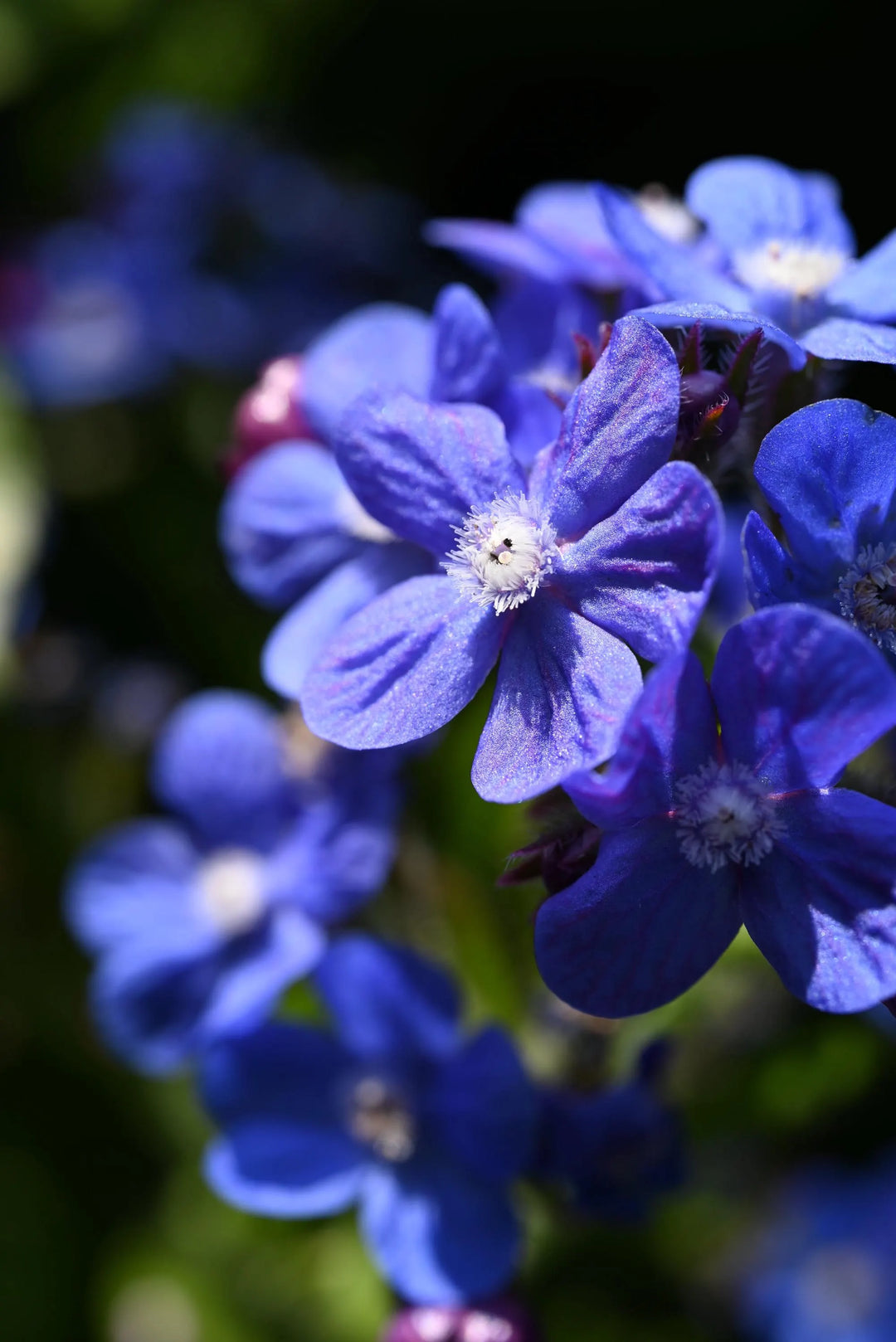 Anchusa Blue Seeds for Planting – Organic, Heirloom, Non-GMO Flower Seeds