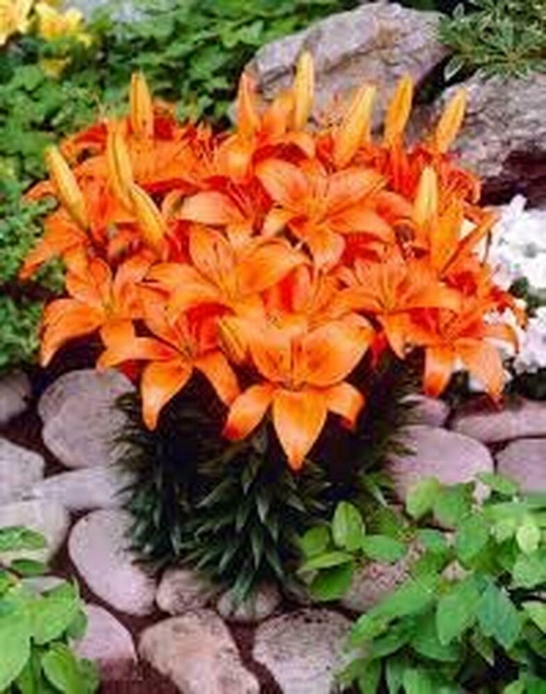 orange lily flower seeds