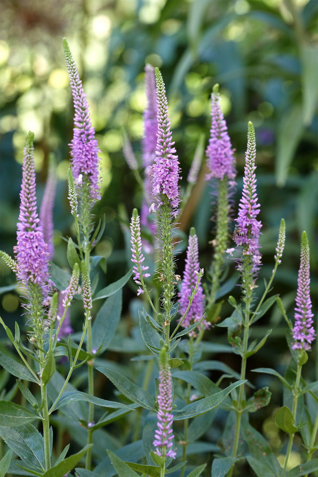 Heirloom Non-GMO Purple Veronica Spicata Flower Seeds for Vertical Bloom Displays