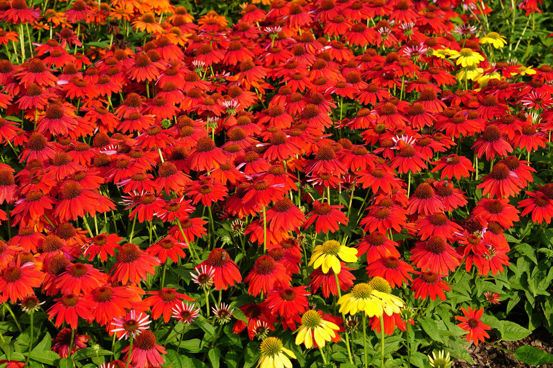 Coneflower Red Seeds for Planting - 100 pcs