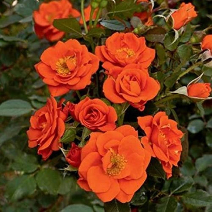 Orange Miniature Rose Heirloom Non-GMO Seeds for Planting – Vibrant Color