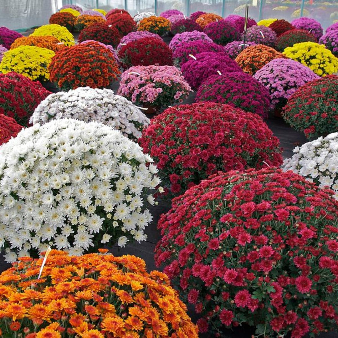 mum flower seeds for sale Heirloom Non-GMO Chrysanthemum Flower Seeds – Fall Color Blooms for Garden Planting