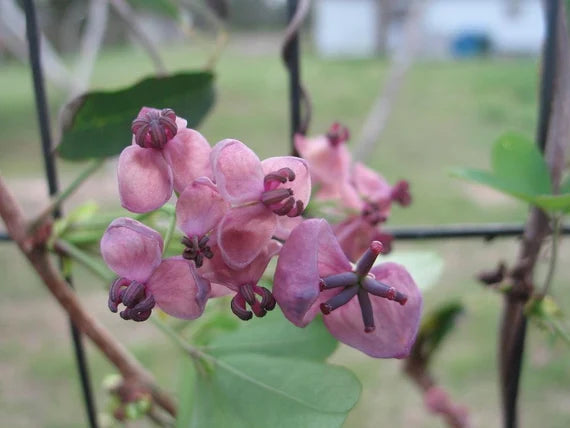 Akebia blomsterfrø til udplantning, friske, 100 stk