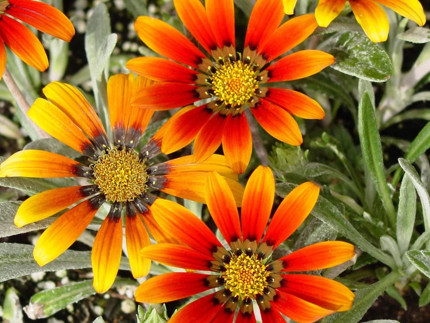 Gray Gazania Flower Seeds for Planting - 100 pcs