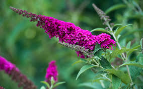 Pink Buddleia Davidii Blomsterfrø til udplantning, 100 stk