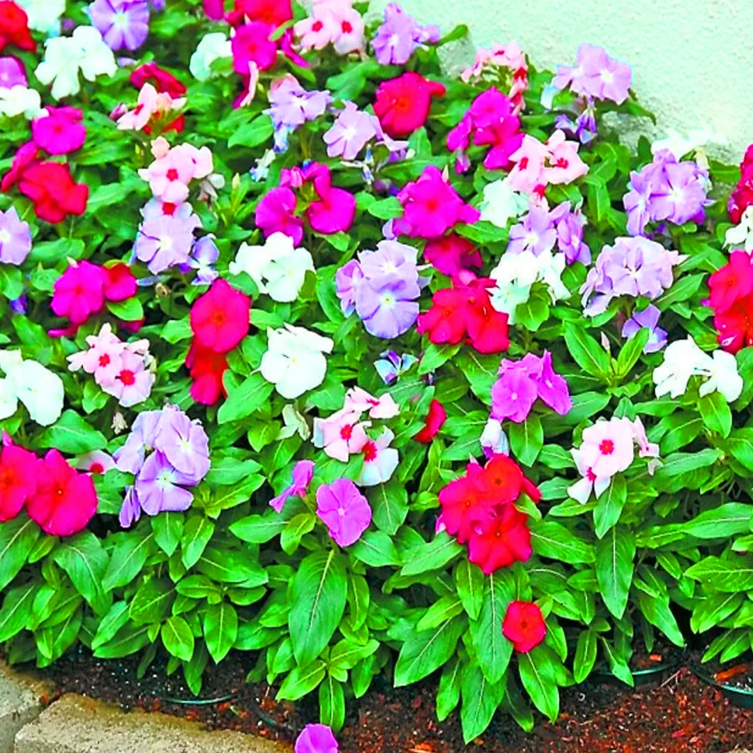 Mixed Vinca Flower Seeds for Planting - 100 pcs