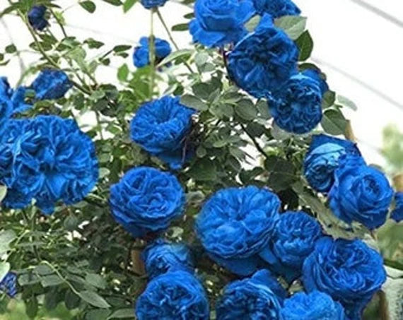 Sky Blue Climbing Rose Seeds for Planting, 100 pcs