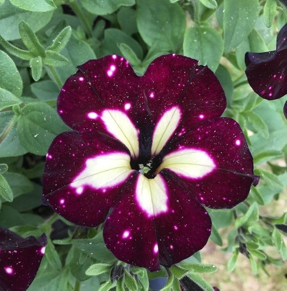 white maroon flower seeds
