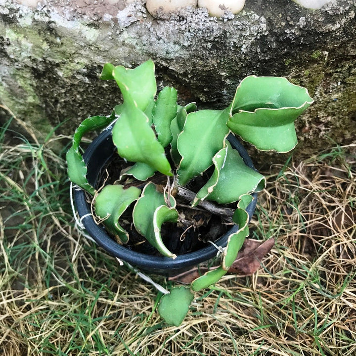 Grønne Epiphyllum frø til plantning - 100 stk