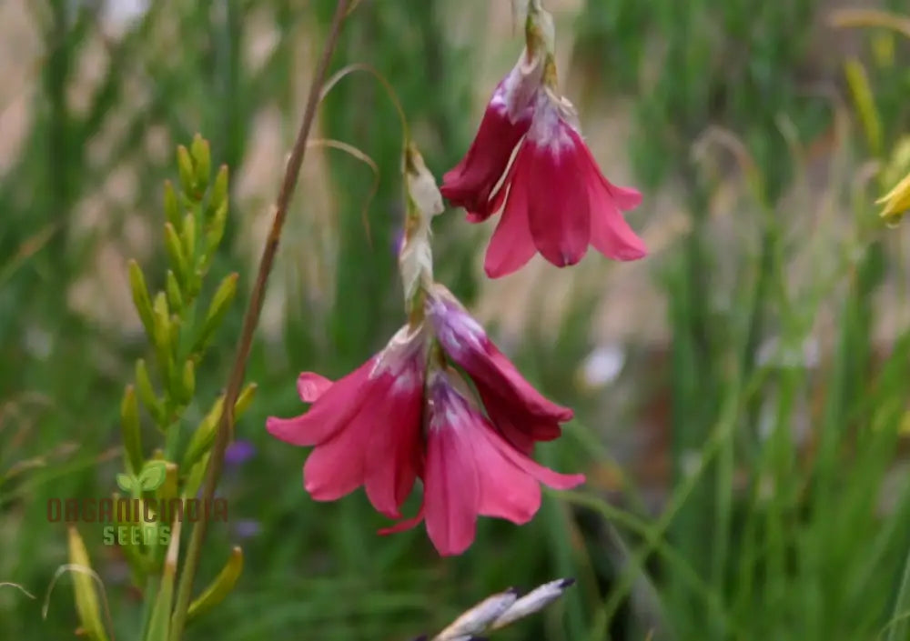 Pulcherrimum Blomsterfrø til udplantning 100 stk