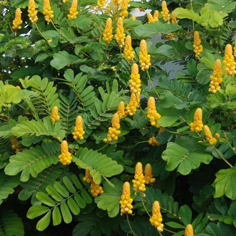 yellow heirloom flower seeds