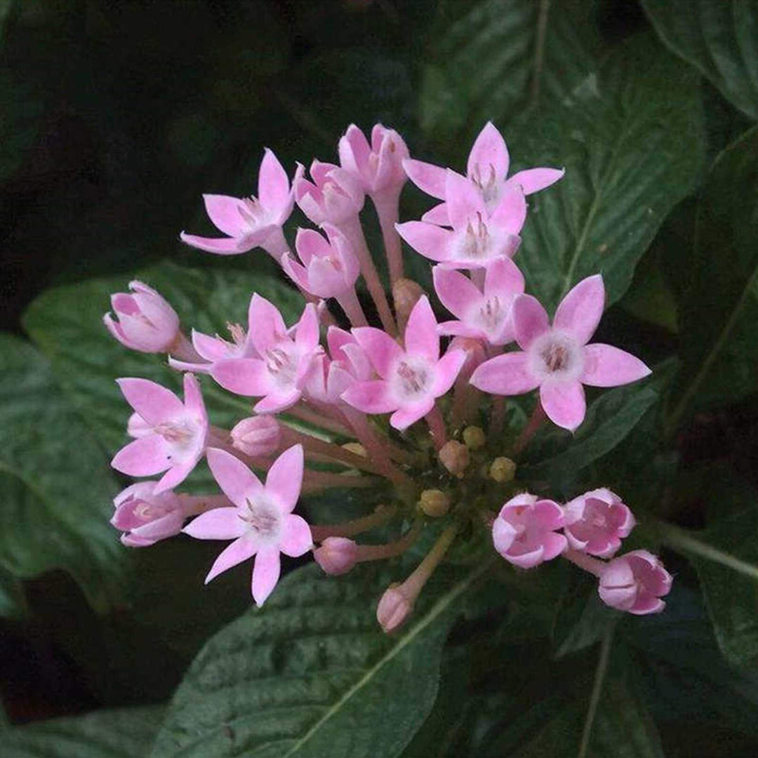 serpentina plant seeds Heirloom Non-GMO Pink Serpentina Flower Seeds for Decorative Garden Beds and Seasonal Planting