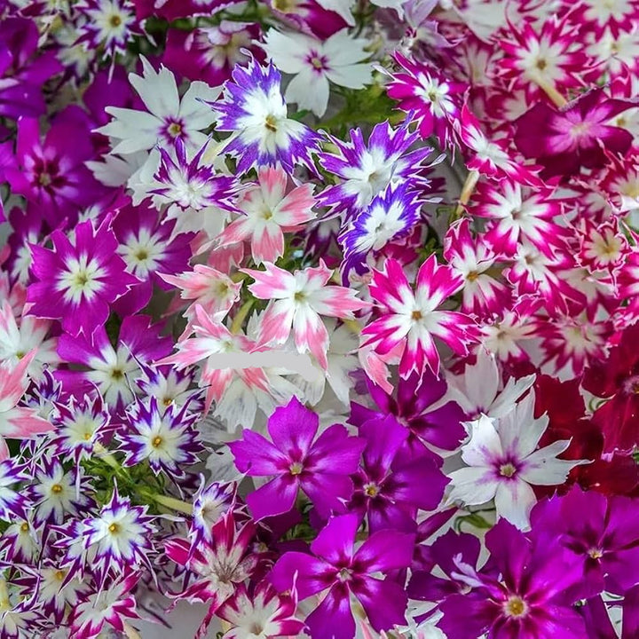 Organic Mixed Twinkle Star Flower Seeds for Planting – Heirloom, Non-GMO