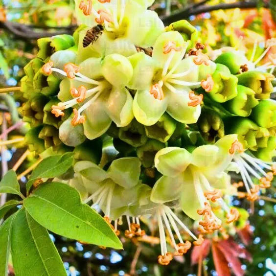 Light Yellow Ceiba Pentandra Flower Seeds for Planting - 100 pcs