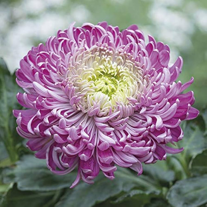 Purple White Chrysanthemum Flower Seeds for Planting - 100 pcs