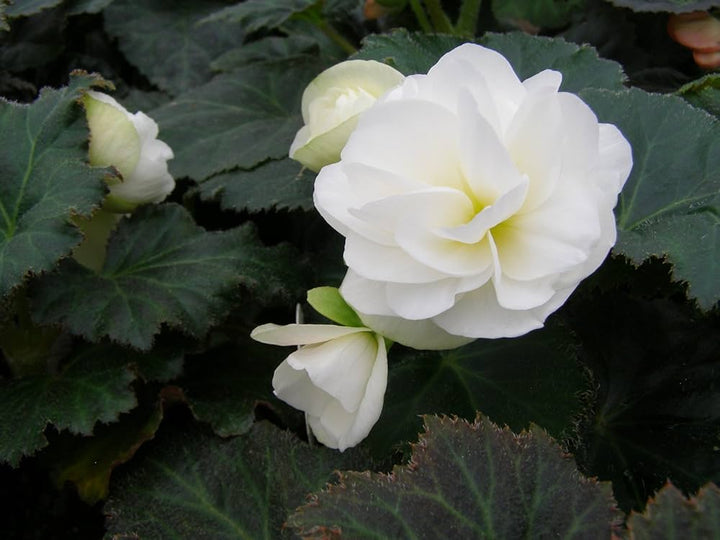 Knoldbegonia blomsterfrø til udplantning 100 stk