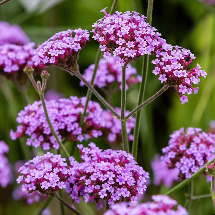 Heirloom Non-GMO Purple Verbena Flower Seeds for Delicate Blooms and Pollinator Garden Planting