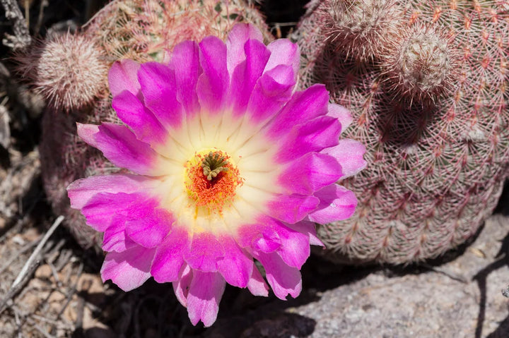 Heirloom Non-GMO Violet Echinocereus Rigidissimus Plant Seeds for Cactus and Rock Garden Planting
