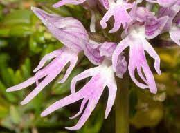 Orchis Italica Flower Seeds for Planting - 100 pcs