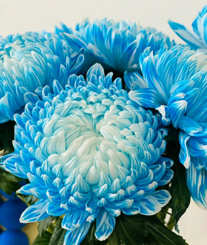 Light Blue Chrysanthemum Flower Seeds for Planting, 100 pcs