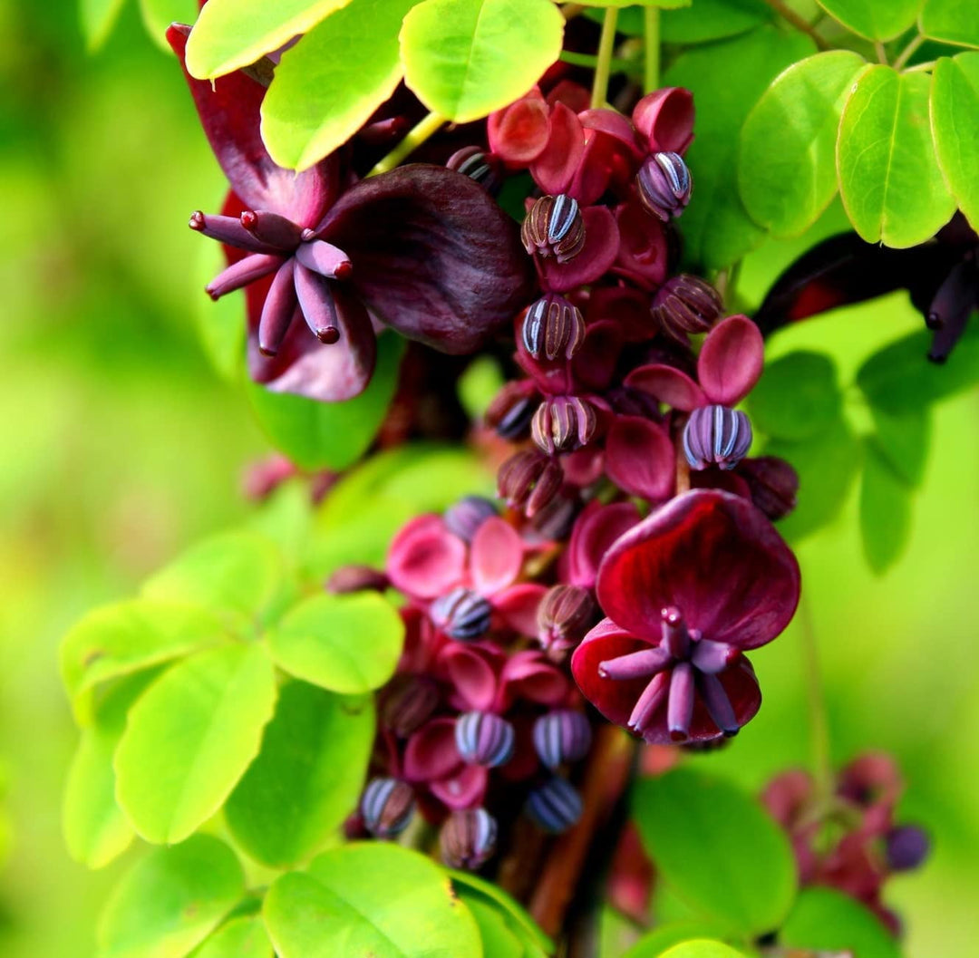 Chokoladeklematis blomsterfrø til udplantning, 100 stk